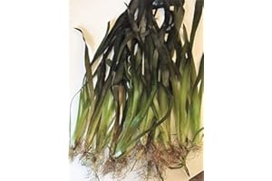 TUBIS-DE AQUA 5 Stc Riesenvallisnerie/Vallisneria Gigantea Aquariumpflanzen Wasserpflanzen