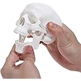 MIIRR Mini Human Skull - Skeleton Head Model with Full Teeth, Removable Cap & Articulated Mandible, 3.8x3x3.8in