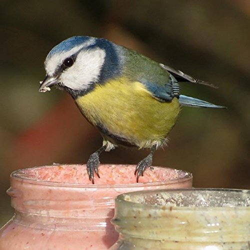 Erdnussbutter für Gartenvögel – Set (4 x 330g) - 4