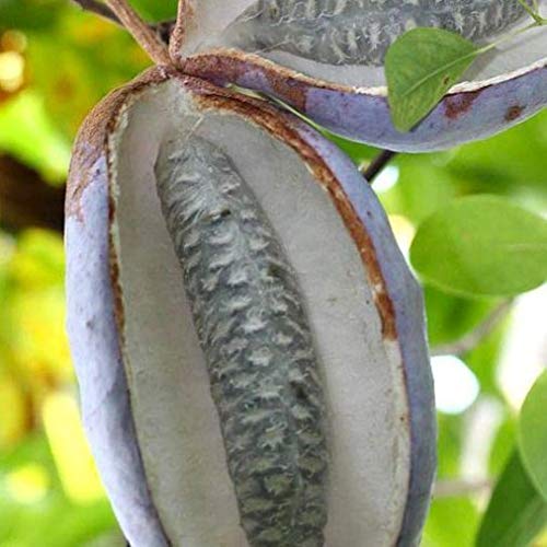 Vivai Le Georgiche Akebia Quinata