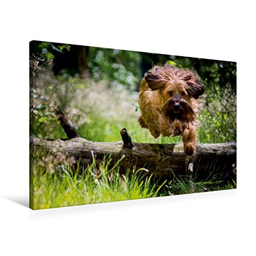 Premium Textil-Leinwand 90 cm x 60 cm quer, Briard in Action | Wandbild, Bild auf Keilrahmen, Fertigbild auf echter Leinwand, Leinwanddruck (CALVENDO Tiere)