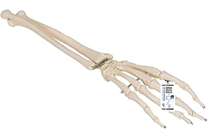 3B Scientific® Mano con Antebrazo – Modelo Anatómico Humano a Tamaño Real en Huesos sobre Alambre + Smart Anatomy App (Garantía de 5 Años)