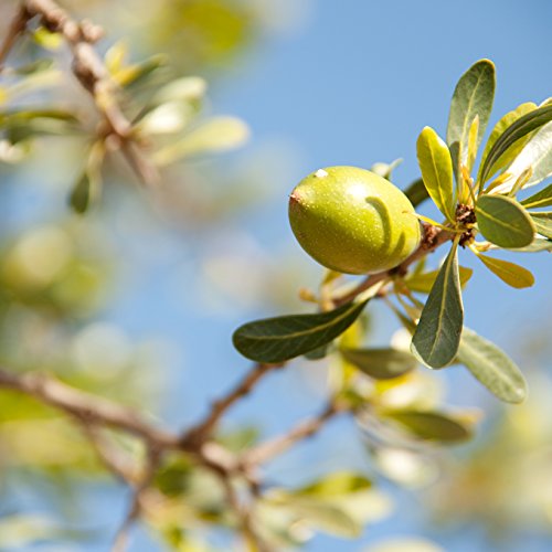 Simon & Tom Organic Argan Oil – Organisch zertifiziertes Arganöl für Haare, Haut und Nägel. Ideal für intensive Körper- und Nagelpflege und als natürliches Haaröl. Für alle Haartypen ✔ Ohne Parabene ✔ Ohne Silicone ✔ Ohne Tierversuche ✔ 100ml - 5