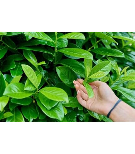 BALDUR Garten immergrn Sulen-Kirschlorbeer Genolia, 1 Pflanze, Prunus  laurocerasus Genolia winterhart, mehrjhrig, blhend, Sichtschutz, robust,  immergrn, Hecken-Raritt : Amazon.de: Garten