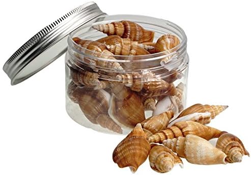 Quality Selected Seashells - 300 Grams Vittate Conch / Strombus Vittalus shells for Seashell Vases, Seashell Boxes, Seashell Frames, Seashell Jewelry Making &amp; Mini Garden Miniture