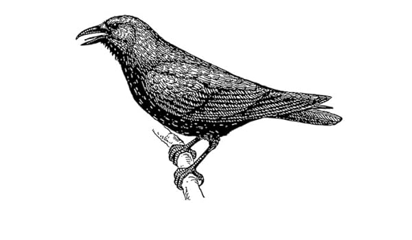 14cm X 10cm Greeting Card Line Drawing Crow 1 Amazon Co Uk Kitchen Home