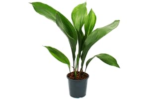 Exotenherz - Schusterpalm – Aspidistra elatior – krukväxt – 15 cm kruka