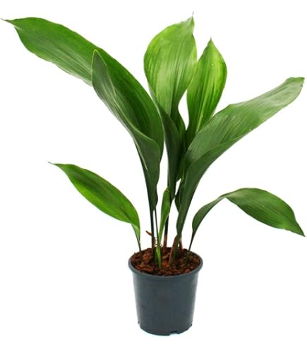 Rhapis Excelsa (Stokpalm) online kopen