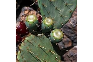 Nopal figue de Barbarie Graines de cactus (Opuntia engelmannii) + 20 sur les semences (80) Graines