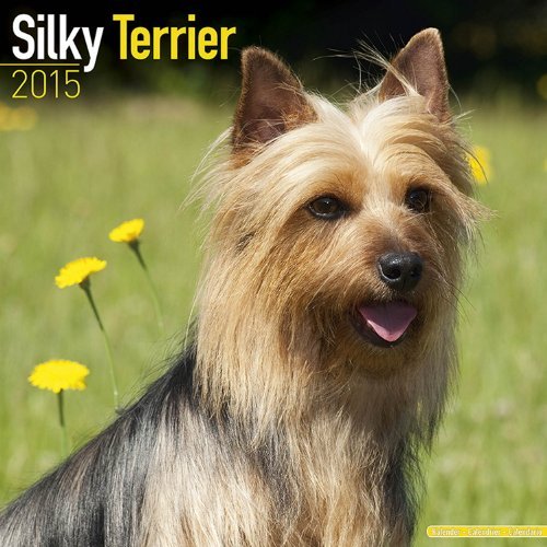 Silky Terrier Calendar - Breed Specific Silky Terrier Calendar - 2015 Wall calendars - Dog Calendars - Monthly Wall Calendar by Avonside by MegaCalendars (2014-07-01)