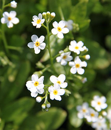 Wasserpflanzen Wolff - Myosotis palustris 'Ice pearl' - Sumpfvergissmeinnicht, weiß