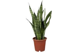 GENERISCH Florado Sansevieria - Planta de cáñamo (12 cm)