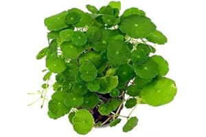 PlantasAcuario Planta acuática HYDROCOTYLE VERTICILLATA Planta de Acuario Viva y Natural para acuarios plantados en Maceta de 5cm