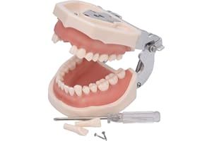 bcenyaz Dental Typodont Teeth Model - Practice Dentist Tooth Models for Dental Students Removable Teeth Suitable for Teaching Practice and Study with a Small Screwdriver