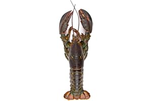 LONDON GROCERY Whole Raw Lobster 600g – Premium Caribbean Lobster, Wild-Caught & Freshly Frozen for Maximum Freshness – Gourmet Seafood for Grilling, Steaming & Fine Dining