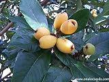 El árbol de loquilla es un verde que crece de 18 a 25 pies (5,5 a 7,6 metros) de altura. Se cultiva ampliamente en Japón. El árbol fue llevado a los Estados Unidos desde China y Japón en 1784. Hoy en día, se cultiva comercialmente en California. También crece a lo largo de la costa del Golfo y en América del Norte del Sur.