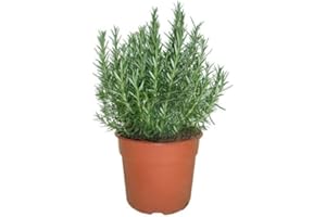 DECOALIVE Romero Natural Planta Aromática de Exterior