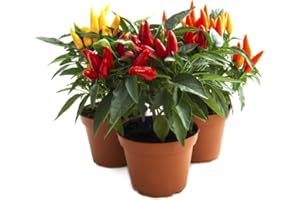 ACQUA TOWER GROWING SYSTEMS Chilli Plants, 6 x Plug Plant Pack, Chilli Plug Plugs, Chillies, Ready to Plant, Ready for Planting Now UK, Premium Quality Chillies