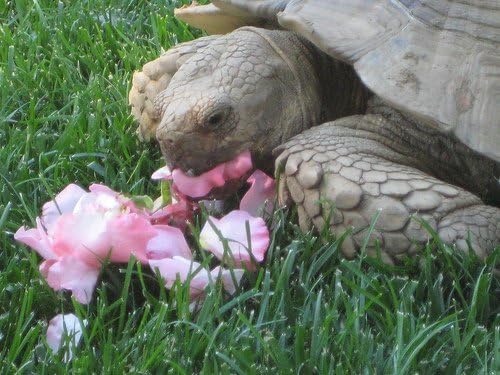 Shelled Warriors 5 packs of tortoise seeds 5x 10g =50g - Vetch, Clover, Milk Thistle, Sainfoin, Timothy Grass