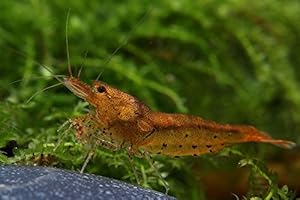 GARNELEN TOM Goldene Tiger - Tangerine Tiger (DNZ) 10 Stück