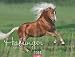 Haflinger 2014 - Bettina Niedermayr