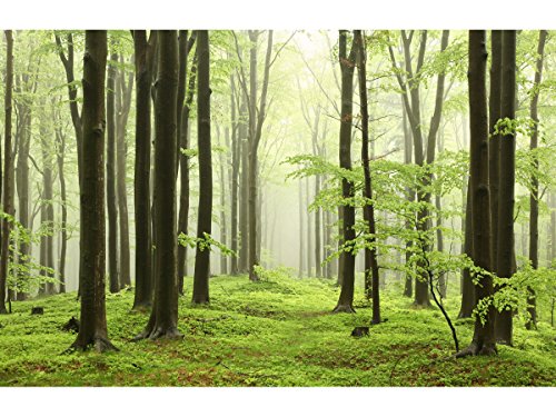Fototapete Beech Forest – weitere Größen und Materialien wählbar – DEUTSCHE PROFI QUALITÄT von Trendwände - 2