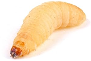 Essex Reptile Livefood - Waxworm (15-25mm) - Eco Pack of 30 - Feeder Insects for Reptiles and Birds - Biodegradeable Packaging - Letterboxable