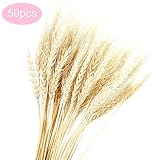 Hechas de trigo natural, seleccionadas cuidadosamente por su calidad cultivada en racimos de trigo seco de granja real, incluyen tallos de trigo de 50 piezas.