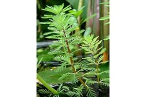 AQUAPLANTS Myriophyllum Brasiliensis 1x Bunch - Plante Vivante pour Aquarium
