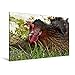 Produktbild Premium Textil-Leinwand 120 cm x 80 cm quer, Huhn sonnt sich im Gras | Wandbild, Bild auf Keilrahmen, Fertigbild auf echter Leinwand, Leinwanddruck: Carpe diem (CALVENDO Tiere)