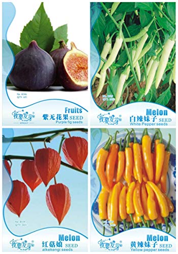 ASTONISH Erstaunen SEEDS: 3: Garden 4 Arten von Gemüse sät DIY Hausgarten Topf verfügbar Hochwertige Bio-3