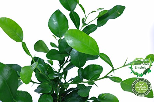 Kaffir-Limette, frische Kaffir Limetten Pflanze, Citrus hystrix, im 12 cm Topf - 2