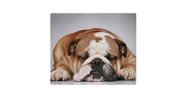 Cafepress Bulldog Anglais Allonge Sur Gris Backgr Doux En
