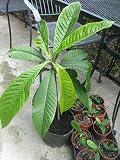 Semillas de alta tasa de germinación