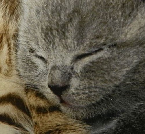 Mars & More – Kissen – Zierkissen – Dekokissen – Katzen – Kärzchen – inklusive Füllung – 100 % Baumwolle 50 x 50 cm - 3