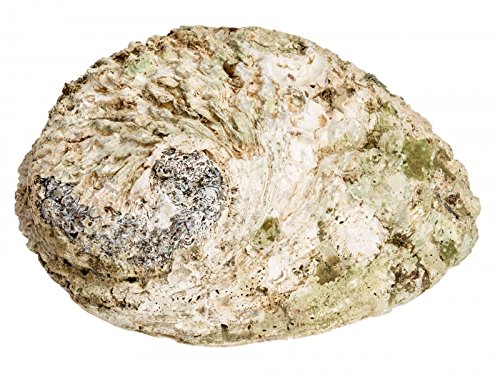 NaDeco® Haliotis midae ca. 12-16cm | Abalone Schnecke | Abalone Muschel | Seeopal | Meerohr | Räucherschele | Seifenschale - 2