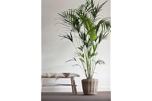 KLOCKE PFLANZKÖRBE Pflanzkorb Rattan Rund – Beigegrau - Weidenkorb mit Einsatz für Außen/Outdoor - Gartenkorb Korbgeflecht - Übertopf für Garten/Pflanzgefäß (Ø 35cm / Höhe 30cm)