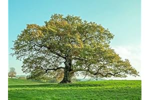 Farnia "Quercus robur" quercia comune pianta in vaso 1 litro h 1 metro circa cm Vivaio di Castelletto