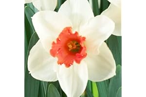 COOTO 5x Narcisi Bulbo Fiori primaverili Narciso bulbi Fiori perenni da esterno Narciso Cool Flame