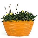 Argilla espansa amazon Argilla espansa amazon