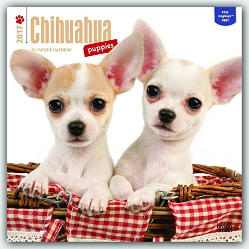 Download Chihuahua Puppies 2017 Square Wall Calendar Download Chihuahua Puppies 2017 Square Wall Calendar