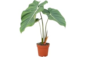 PLNTS - Philodendron Mcdowell - Plante verte - Plante d'intérieur en 15 cm Pot - Hauteur 40 cm