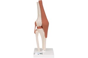 3B Scientific® Modelo Funcional de Articulación de Rodilla – Anatomía a Tamaño Real con Ligamentos, Demostración de Movimiento Natural + Smart Anatomy App (Garantía de 5 Años)
