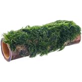 Marimo Moss Bambu Canlı Bitki