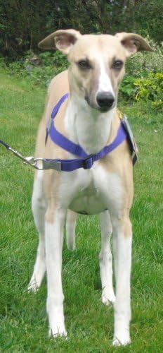 Stop Pull Harness. Front Leading Stop Pull fitting dogs weighing between 25 - 65 lb (11 - 29 kg) Girth Size 21 - 32 inches (53 - 81 cms) PURPLE