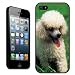 Produktbild Fancy A Snuggle Schutzhülle für Apple iPhone 5 mit Motiv weißer Pudel