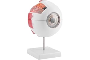 Powiększenie 6 x zdejmowany model gałki ocznej ludzkiego oka do nauki anatomii z PCW i malowanie oko anatomiczny model do edukacji szkolnej