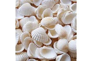 KHDULQ 280 Gramos Concha De Vieira Pequeña Vieiras De Caracol Natural Blancas Conchas Conchas De Mar Decoracion,Para Colgantes, Manualidades, Decoración O Fabricación De Joyas Diy Decoraciones