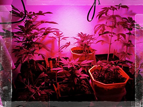 Roleadro 270W Pflanzenlampe UFO LED Grow Lampe Vollspektrum mit UV Licht per Gewächshaus Pflanzen Wachstum und Blüte - 8