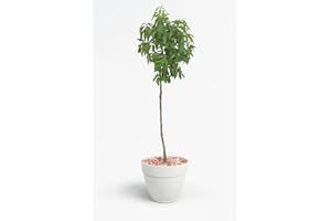 GARDEN CENTER SHOP BY VM Garden Center Shop | Almendro Marcona M25 110 cm | Árbol frutal ornamental y productivo | Floración temprana y fruto de calidad| Ideal para huertos urbanos y jardines mediterráneos